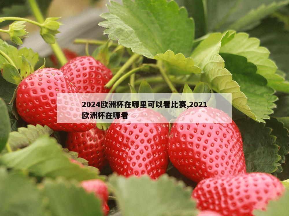 2024欧洲杯在哪里可以看比赛,2021欧洲杯在哪看